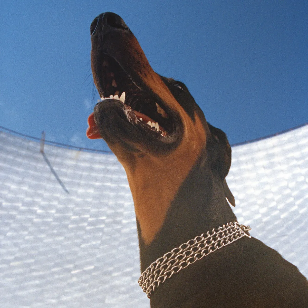 Dobermann